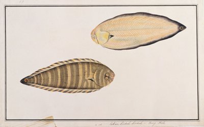 Zebra Tongvis, uit Tekeningen van Vissen uit Malakka, c.1805-18 door Chinese School